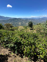 Load image into Gallery viewer, South America