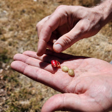 Load image into Gallery viewer, Coffee Pods