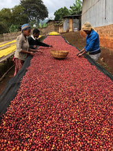 Load image into Gallery viewer, Coffee plant