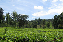 Load image into Gallery viewer, Kenya Coffee Plant