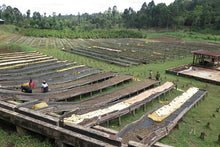 Load image into Gallery viewer, Kenya Coffee Plant
