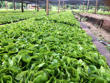 Load image into Gallery viewer, Chiapas Mexico Coffee Plant