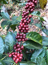Load image into Gallery viewer, Chiapas, Mexico Coffee Beans