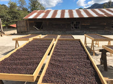 Load image into Gallery viewer, Coffee Beans in Chiapas, Mexico