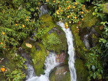 Load image into Gallery viewer, Nature