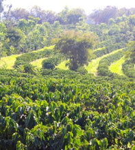 Load image into Gallery viewer, Coffee Banner Photo