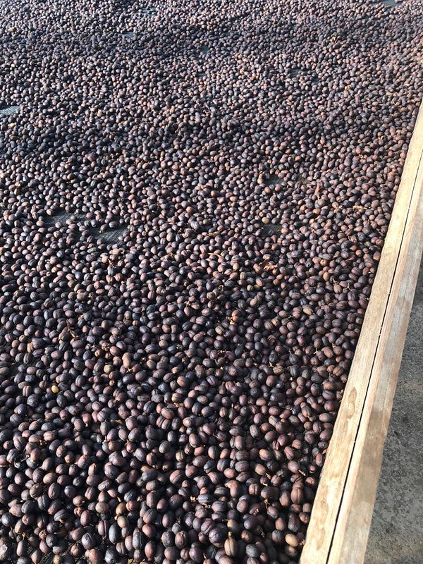 Coffee Beans